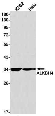 Western Blot: ALKBH4 Antibody (SR2366) [NBP3-27685] - Western blot analysis of ALKBH4 in K562, Hela lysates