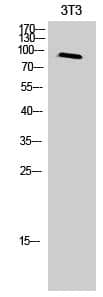 Western Blot: Tyro3/Mer Antibody [NBP3-27686] - Western Blot analysis of 3T3 cells