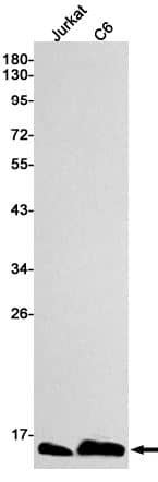 Western Blot: ATP synthase C mature Antibody (SR2374) [NBP3-27687] - Western blot analysis of Jurkat, C6 lysates