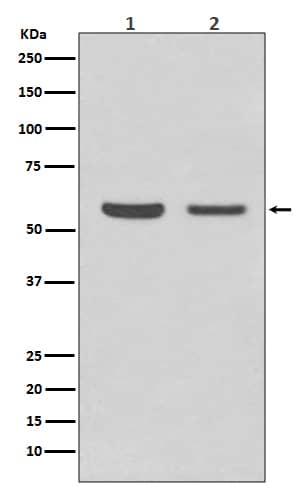 Western Blot: AKT1/2 Antibody (SR2005) [NBP3-27692] - Western blot analysis of AKT1/2 expression in (1) HeLa cell lysate; (2) NIH/3T3 cell lysate.