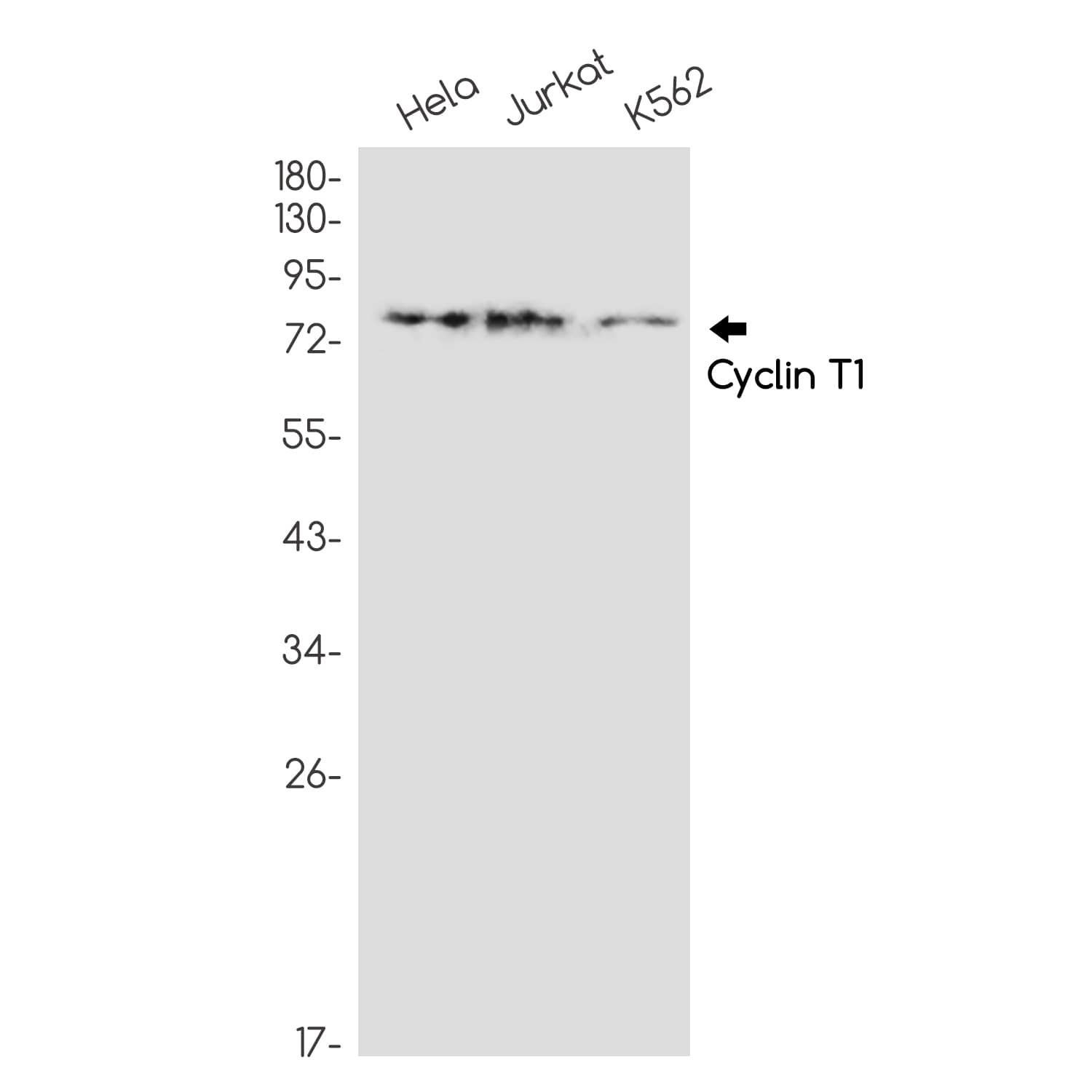 Western Blot: Cyclin T1 Antibody (SR2399) [NBP3-27694] - Western blot analysis of Cyclin T1 in Hela, Jurkat, K562 lysates