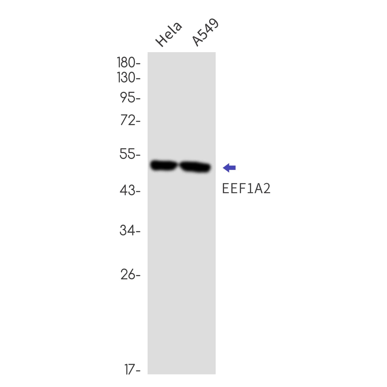 Western Blot: EEF1A2 Antibody (SR2523) [NBP3-27702] - Western blot analysis of EEF1A2 in Hela, A549 lysates