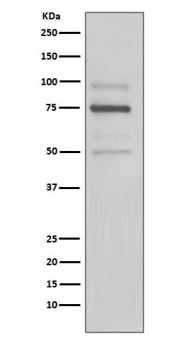 Western Blot: KDELR1 Antibody (SR2670) [NBP3-27705] - Western blot analysis of HeLa cell lysate.