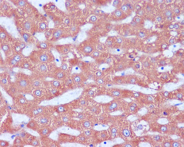 Immunohistochemistry-Paraffin: KDELR1 Antibody (SR2670) [NBP3-27705] - Immunohistochemical analysis of paraffin-embedded human liver