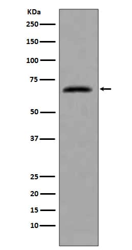 Western Blot: CDC7 Antibody (SR2732) [NBP3-27710] - Western blot analysis of extracts from HeLa cells