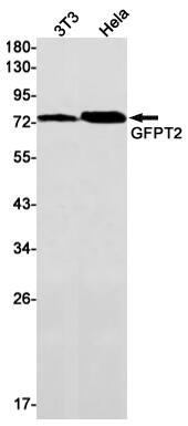 Western Blot GFPT2 Antibody (SR2416)