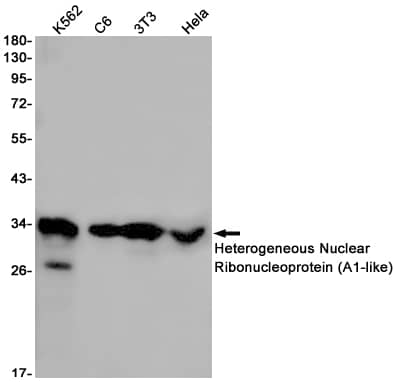 Western Blot: Heterogeneous Nuclear Ribonucleoprotein (A1-like) Antibody (SR2418) [NBP3-27719] - Western blot analysis of Heterogeneous Nuclear Ribonucleoprotein (A1-like) in K562, C6, 3T3, Hela lysates