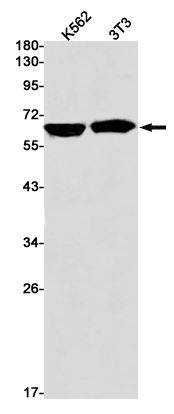 Western Blot: IGF2BP1 Antibody (SR2428) [NBP3-27730] - Western blot analysis of IGF2BP1 in K562, 3T3 lysates