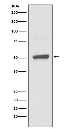 Western Blot: BPI Antibody (SR3018) [NBP3-27733] - Western blot analysis of BPI expression in THP1 lysate.