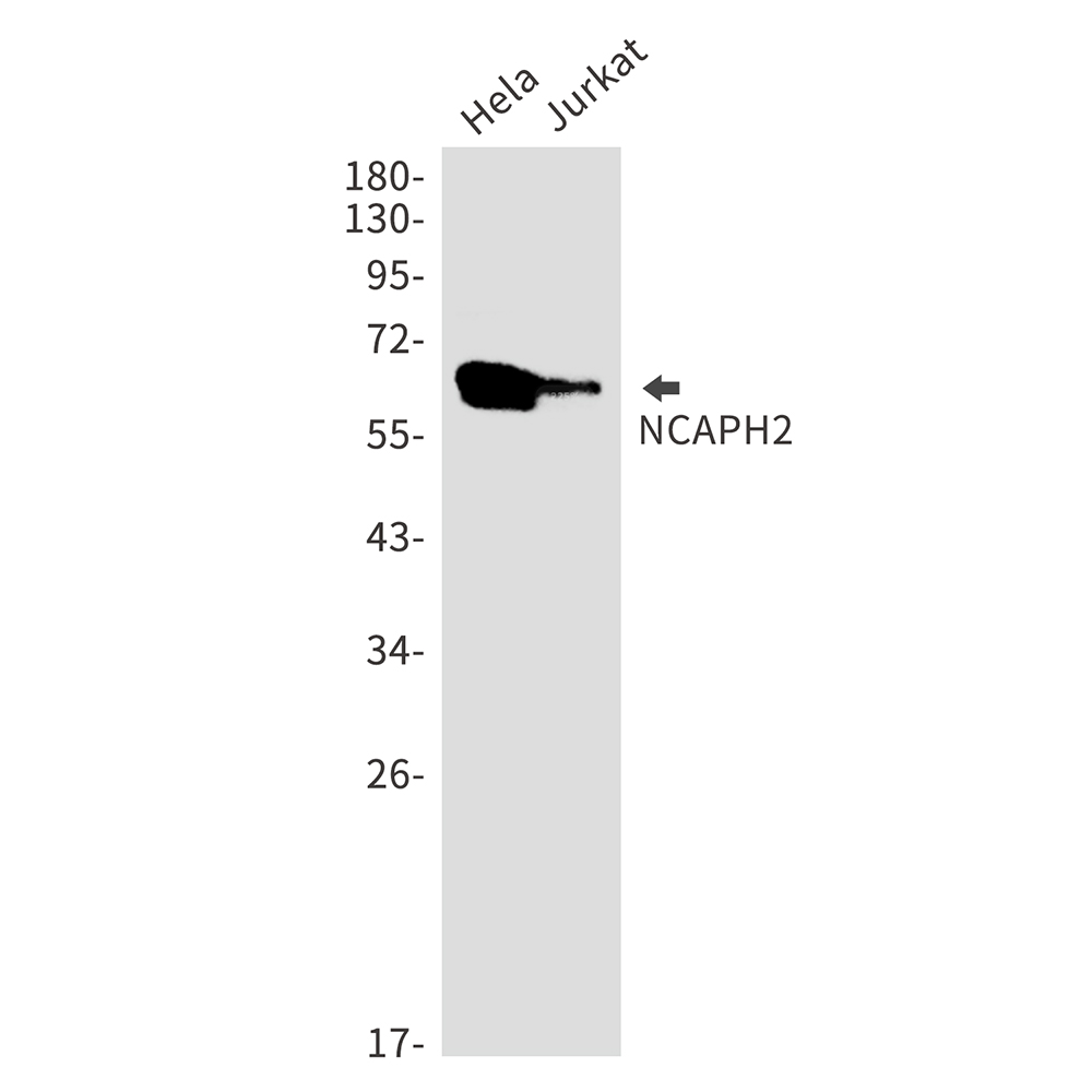 Western Blot: NCAPH2 Antibody (SR2445) [NBP3-27736] - Western blot analysis of NCAPH2 in Hela, Jurkat lysates