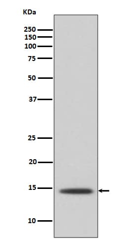 Western Blot: HIST1H2BK Antibody (SR3153) [NBP3-27749] - Western blot analysis of A431 cell lysate.