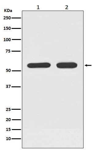 Western Blot: ATF7 Antibody (SR3158) [NBP3-27750] - Western blot analysis of ATF7 expression in (1) Raji cell lysate; (2) Raw 264.7 cell lysate.