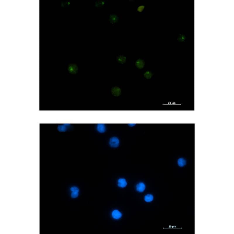 Immunocytochemistry/ Immunofluorescence: PSF1 Antibody (SR2474) [NBP3-27751] - Immunocytochemistry analysis of PSF1 (green) in Jurkat NBP3-27751, and DAPI (blue).