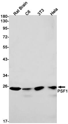 Western Blot: PSF1 Antibody (SR2474) [NBP3-27751] - Western blot analysis of PSF1 in rat Brain, C6, 3T3, Hela lysates