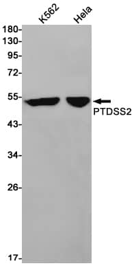Western Blot: PTDSS2 Antibody (SR2476) [NBP3-27752] - Western blot analysis of PTDSS2 in K562, Hela lysates