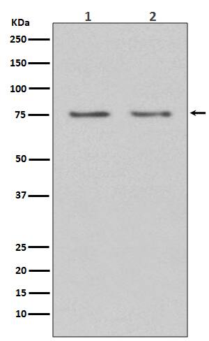 Western Blot HDAC10 Antibody (SR3178)