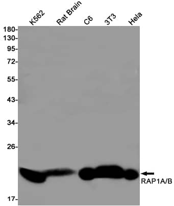 Western Blot: Rap1A/B Antibody (SR2481) [NBP3-27757] - Western blot analysis of Rap1A/B in K562, rat Brain, C6, 3T3, Hela lysates