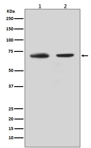 Western Blot: CDC40 Antibody (SR3222) [NBP3-27760] - Western blot analysis of CDC40 expression in (1) HeLa cell lysate; (2) K562 cell lysate.