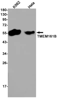 Western Blot: TMEM161B Antibody (SR2501) [NBP3-27771] - Western blot analysis of TMEM161B in K562, Hela lysates