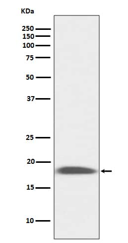 Western Blot Ly-6A/E Antibody (SR3456) - BSA Free