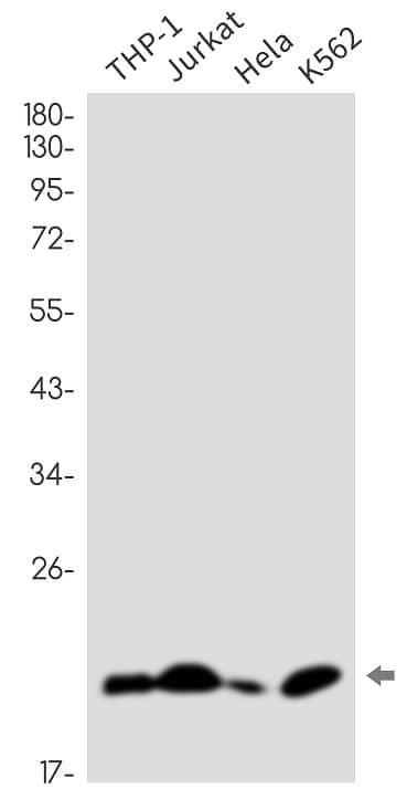 Western Blot: SNRPC Antibody (SR2507) [NBP3-27775] - Western blot analysis of THP-1, Jurkat, Hela, K562 lysates