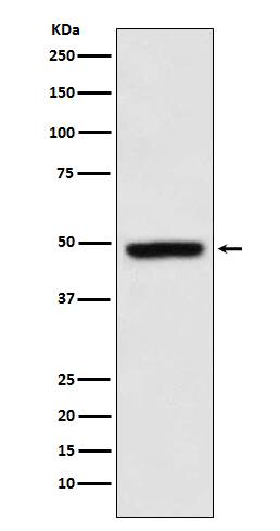 Western Blot: MEIS1 Antibody (SR3560) [NBP3-27780] - Western blot analysis of MEIS1 expression in K562 cell lysate.