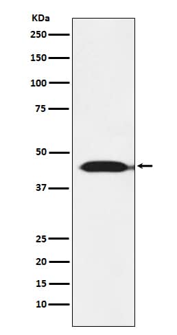 Western Blot: Isocitrate Dehydrogenase 2/IDH2 Antibody (SR3576) [NBP3-27781] - Western blot analysis of MOLT4 cell lysate.