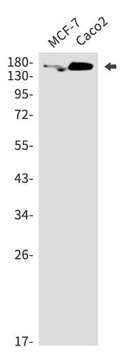 Western Blot TJP3 Antibody (SR2513)