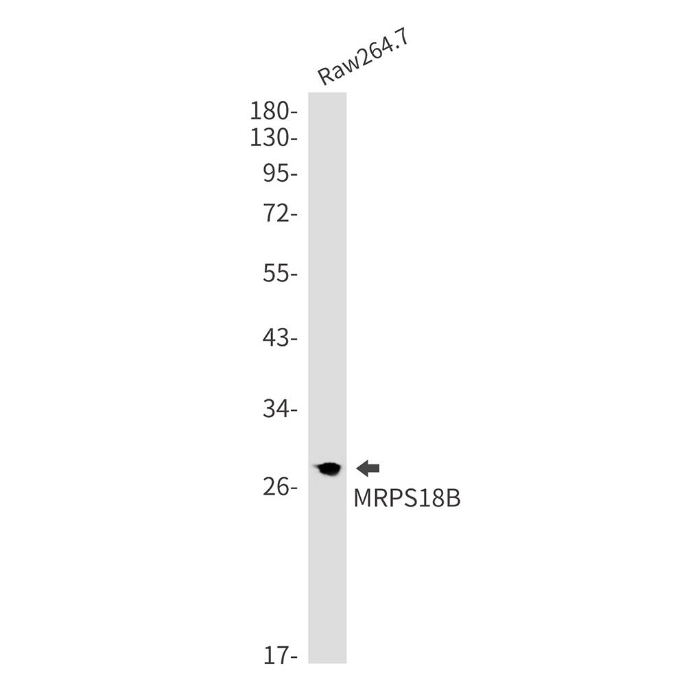 Western Blot: MRPS18B Antibody (SR2531) [NBP3-27795] - Western blot analysis of MRPS18B in Raw264.7 lysates