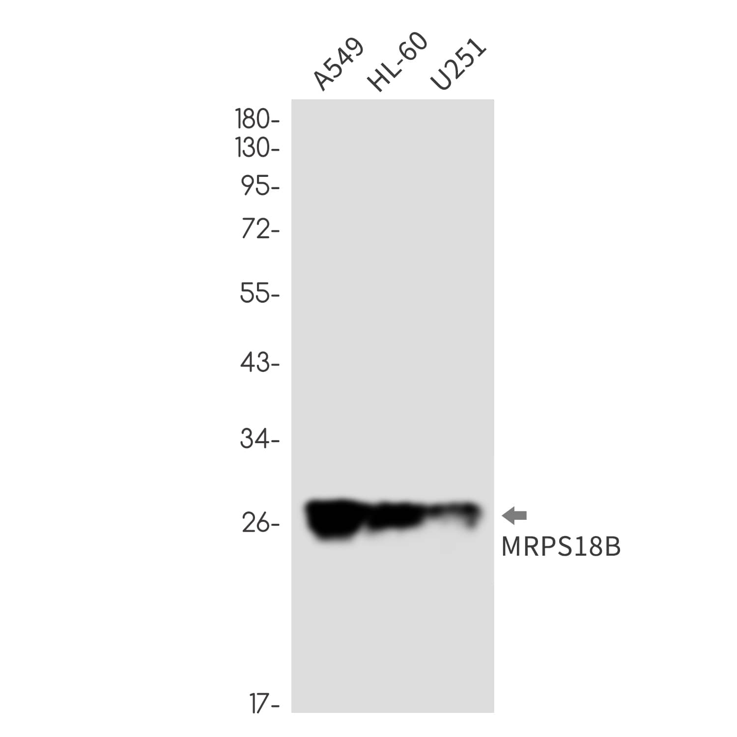 Western Blot: MRPS18B Antibody (SR2531) [NBP3-27795] - Western blot analysis of MRPS18B in A549, HL-60, U251 lysates
