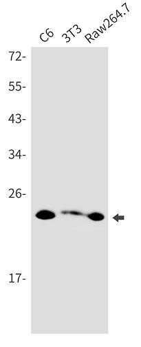 Western Blot: PMF1 Antibody (SR2536) [NBP3-27796] - Western blot analysis of PMF1 in C6, 3T3, Raw264.7 lysates