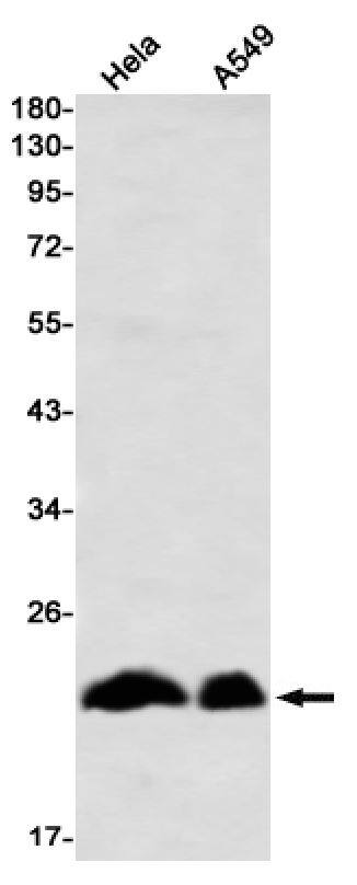 Western Blot: PMF1 Antibody (SR2536) [NBP3-27796] - Western blot analysis of PMF1 in Hela, A549 lysates