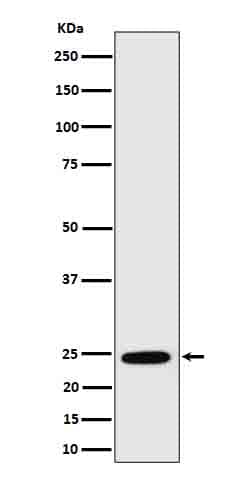 Western Blot: RalA Antibody (SR4327) [NBP3-27797] - Western blot analysis of RalA in MCF7 cell lysate.