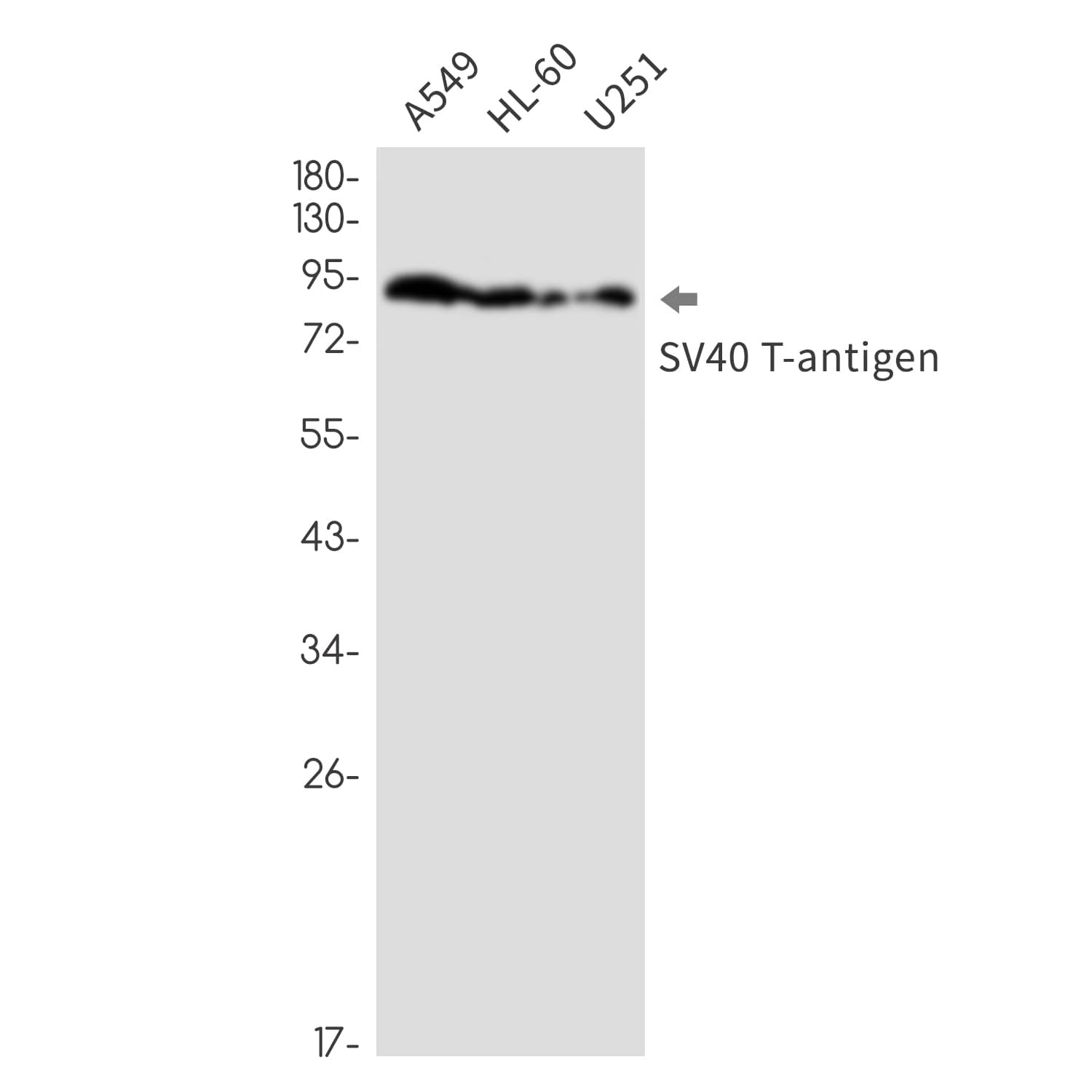 Western Blot: SV40 T-antigen Antibody (SR2545) [NBP3-27808] - Western blot analysis of SV40 T-antigen in A549, HL-60, U251 lysates