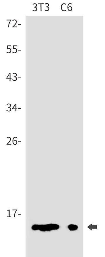 Western Blot: DYNLT1 Antibody (SR2546) [NBP3-27809] - Western blot analysis of 3T3, C6 lysates