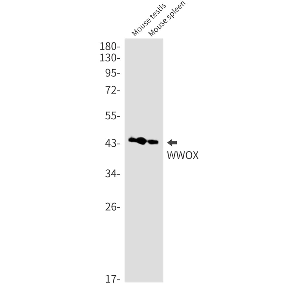 Western Blot: WWOX Antibody (SR2547) [NBP3-27813] - Western blot analysis of WWOX in mouse testis, mouse spleen lysates