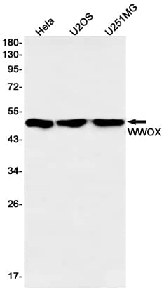 Western Blot: WWOX Antibody (SR2547) [NBP3-27813] - Western blot analysis of WWOX in Hela, U2OS, U251MG lysates