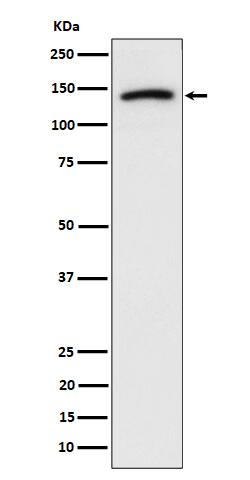 Western Blot Cadherin-10 Antibody (SR4178)