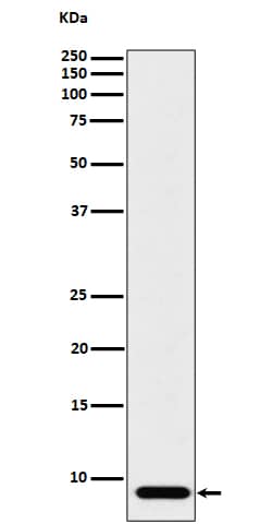 Western Blot ATP synthase C mature Antibody (SR4229)