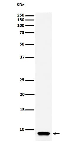 Western Blot: ATP synthase C mature Antibody (SR4230) [NBP3-27824] - Western blot analysis of HL-60 cell lysate.