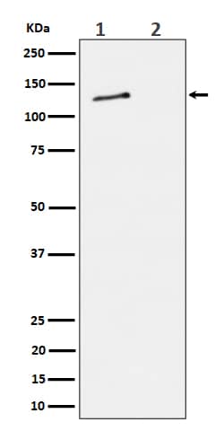 Western Blot: MCM2 [p Ser 27] Antibody (SR1107) [NBP3-27825] - Western blot analysis of (1) HeLa cell lysate; (2) HeLa cell treated with alkaline phosphatase lysate.