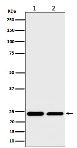 Western Blot: RPS8 Antibody (SR4297) [NBP3-27838] - Western blot analysis of RPS8 expression in (1) 293 cell lysate; (2) RAW 264.7 cell lysate.