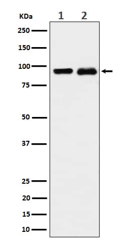 Western Blot: CSDE1 Antibody (SR4301) [NBP3-27839] - Western blot analysis of CSDE1 expression in (1) K562 cell lysate; (2) PC-12 cell lysate.