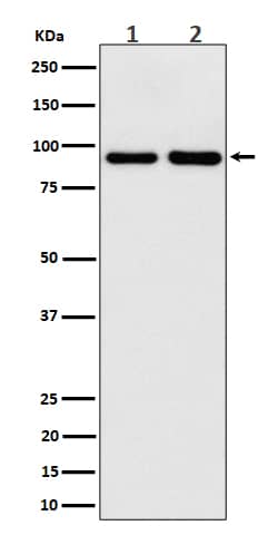 Western Blot: CSDE1 Antibody (SR4307) [NBP3-27842] - Western blot analysis of CSDE1 expression in (1) 293 cell lysate; (2) Mouse brain lysate.