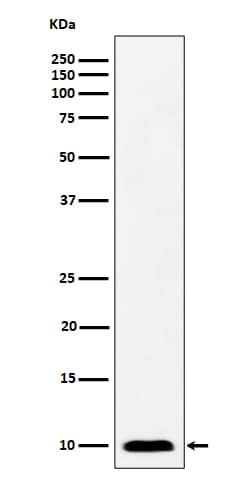 Western Blot: NDUFAB1 Antibody (SR4319) [NBP3-27846] - Western blot analysis of NDUFAB1 expression in A431 cell lysate.