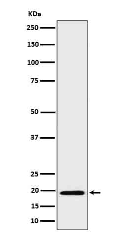 Western Blot: BCL2L15 Antibody (SR4324) [NBP3-27847] - Western blot analysis of BCL2L15 in His-tagged BCL2L15 cell lysate.