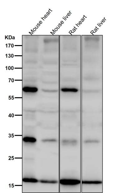 Western Blot: SDHC Antibody (SR4339) [NBP3-27851] - All lanes use the antibody at 1:6000 dilution for 1 hour at room temperature.