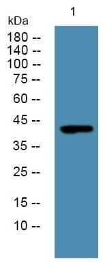 Western Blot: ALKBH5 Antibody [NBP3-27856] - Western blot analysis of lysates from SW480 cells, primary antibody was diluted at 1:1000, 4C over night