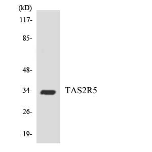 Western Blot TAS2R5 Antibody