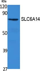 Western Blot SLC6A14 Antibody